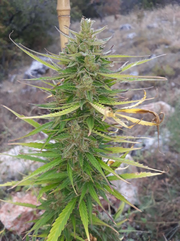 Anesthesia Auto2.jpg