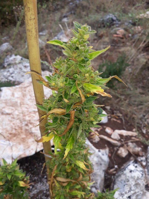 Cream Caramel Auto2.jpg