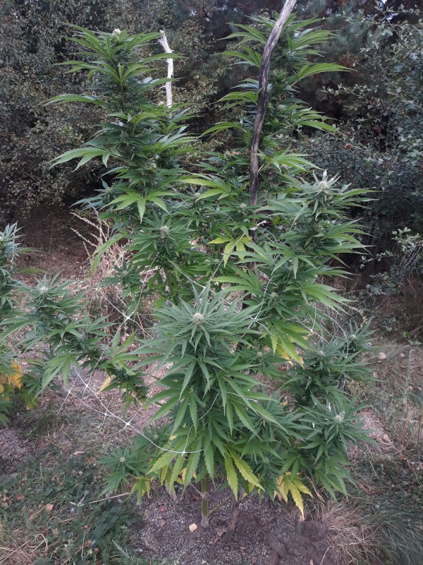 Critical Kush1.jpg