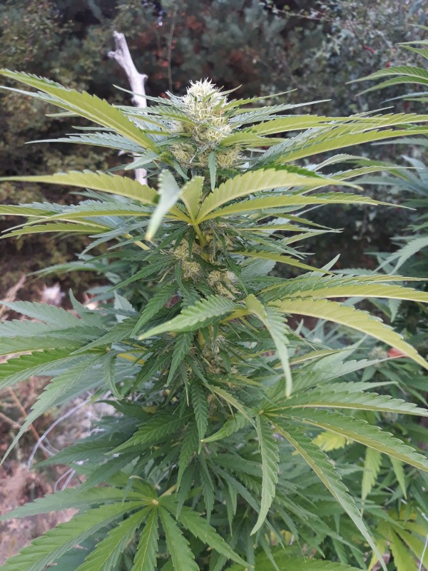 Critical Kush2.jpg
