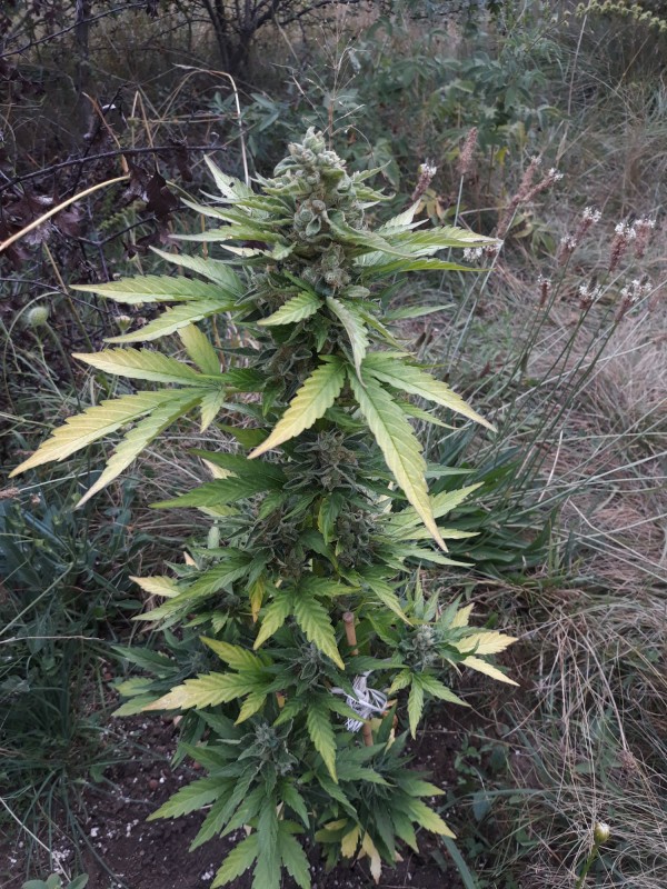 Jack Berry XL Auto1.jpg