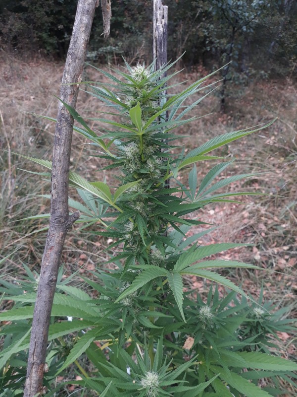 Mama Miakl2_2.jpg