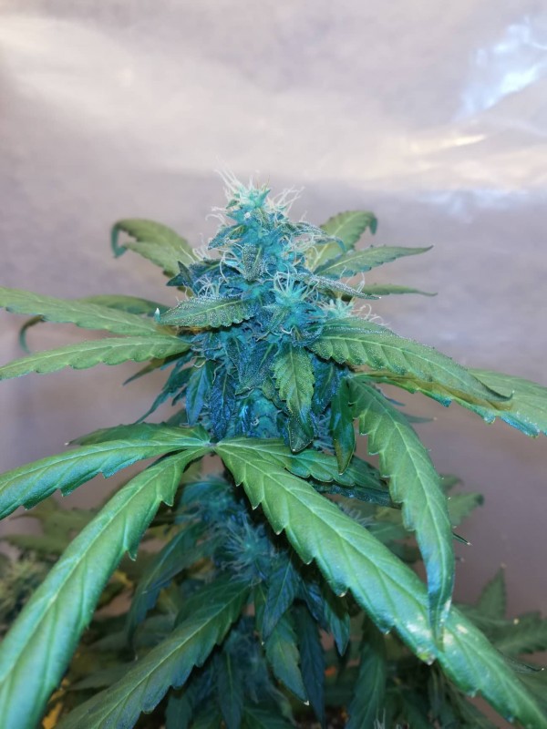 foto_no_exif (1).jpg