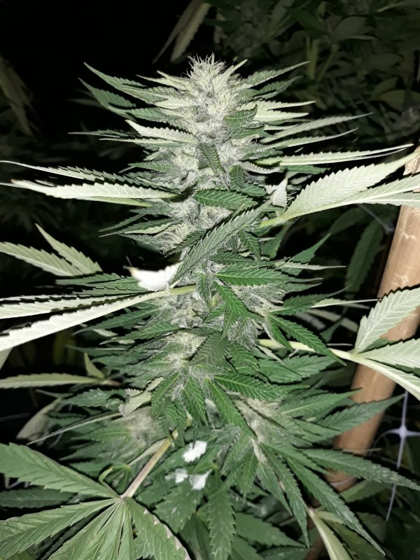 Afgani Kush x Skunk1.jpg