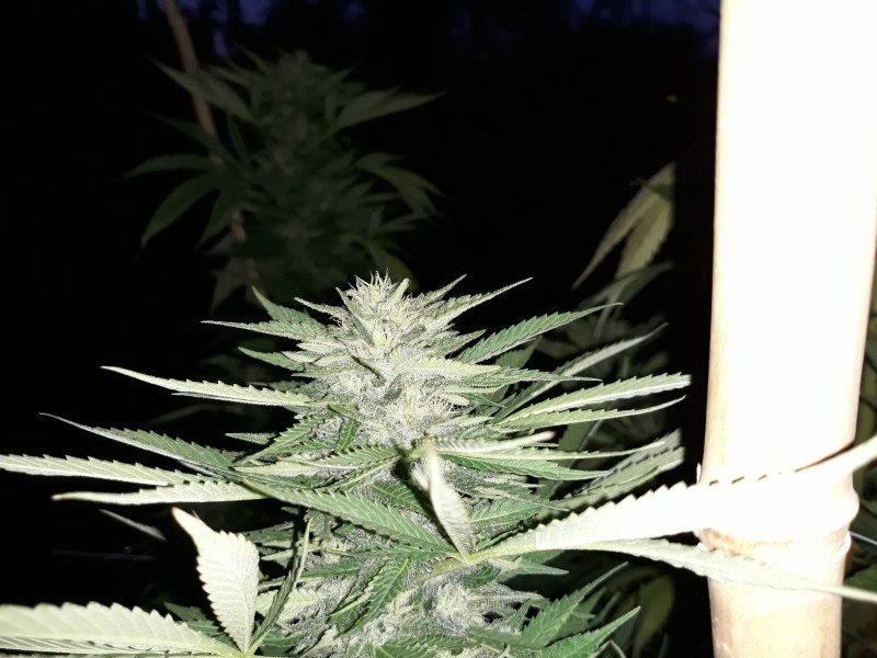 Afgani Kush x Skunk2.jpg