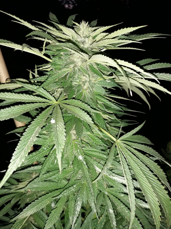 Sapphire Og1.jpg