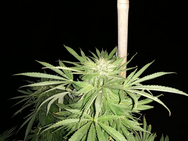 Sapphire Og3.jpg