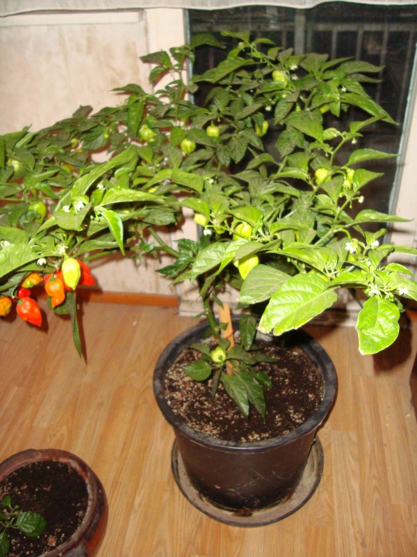 DSC04986.JPG