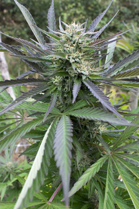 Afgani Kush x Skunk1.jpg