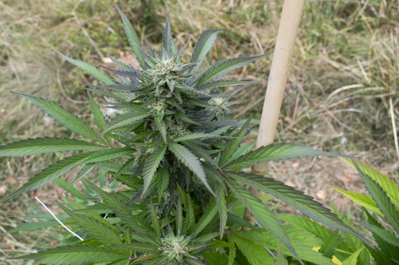 Afgani Kush x Skunkkl2.jpg