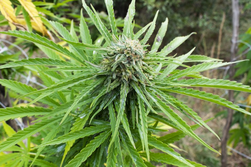 Critical Kush2.jpg