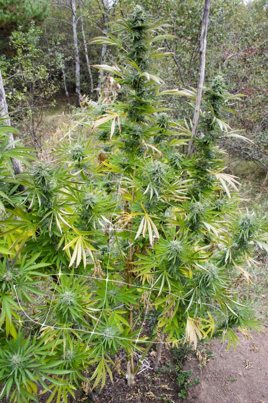 Sapphire Og.jpg