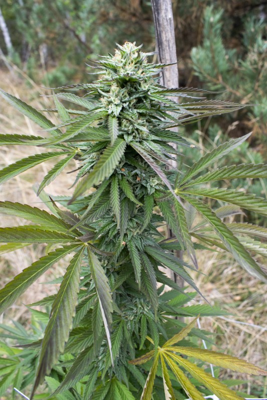 Sapphire Ogkl1_2.jpg