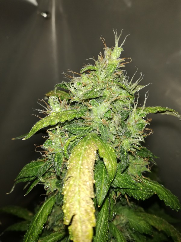 foto_no_exif (1).jpg