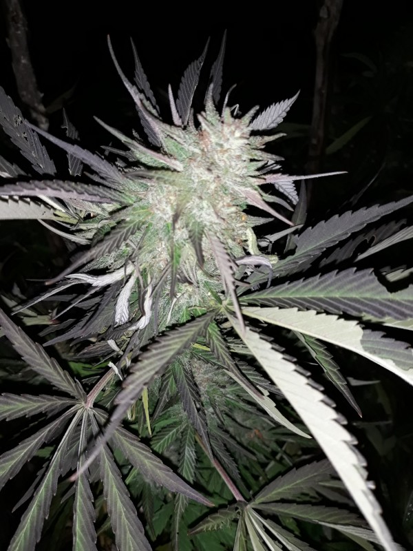 Afgani Kush x Skunk.jpg