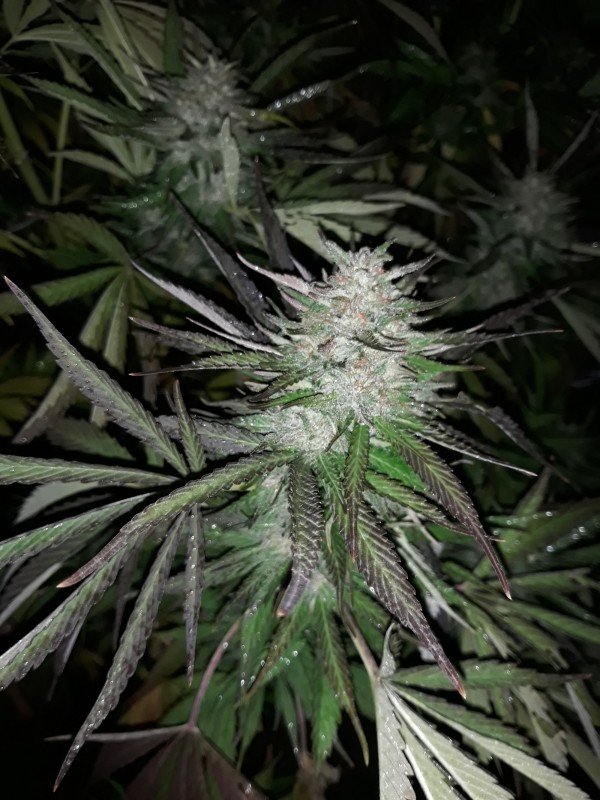 Afgani Kush x Skunk2.jpg