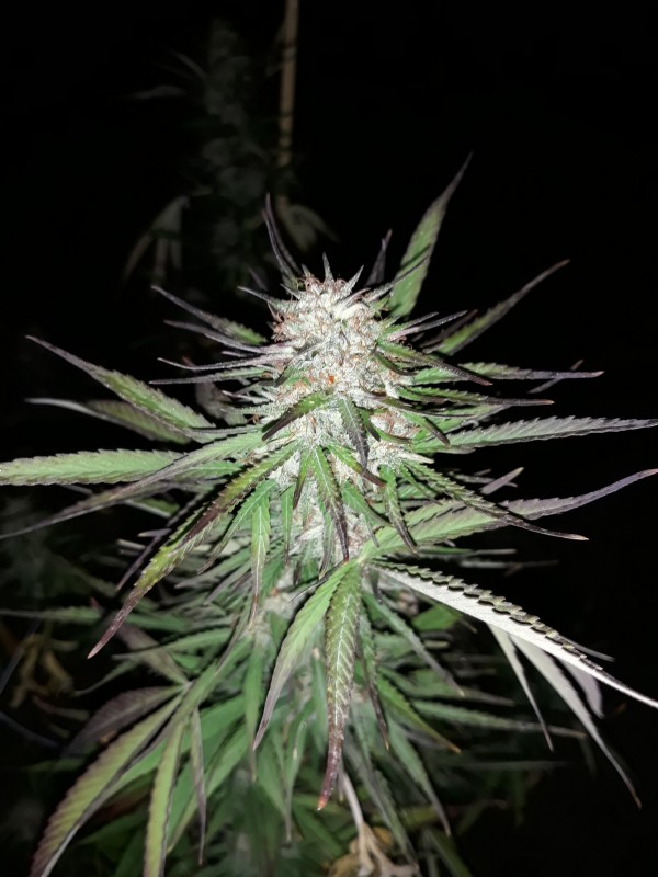 Afgani Kush x Skunkkl2.jpg