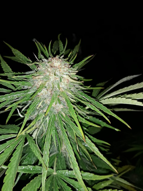 Critical Kush.jpg