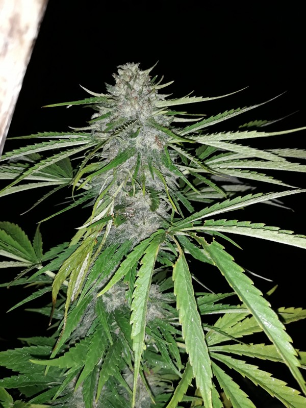 Critical Kush2.jpg