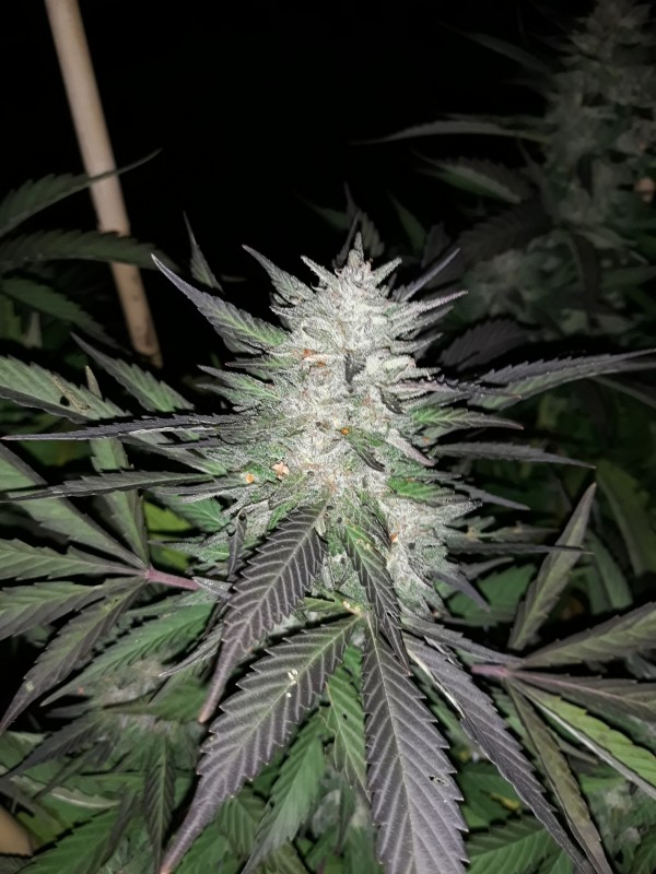 Mama Miakl1_2.jpg