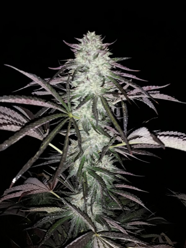 Sapphire Og.jpg