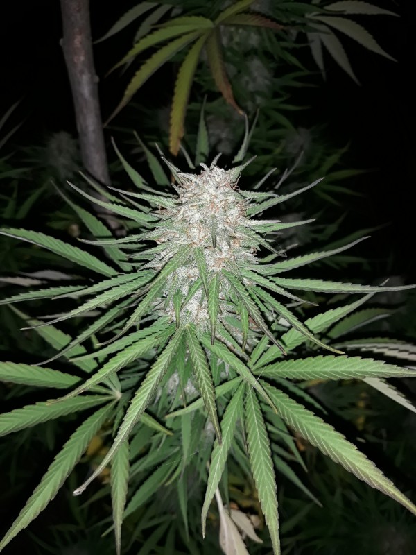 Sapphire OgKL1.jpg