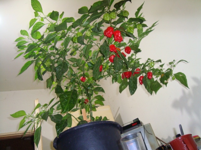 DSC05007.JPG