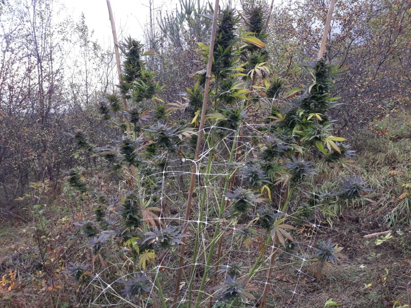 Afgani Kush x Skunk.jpg