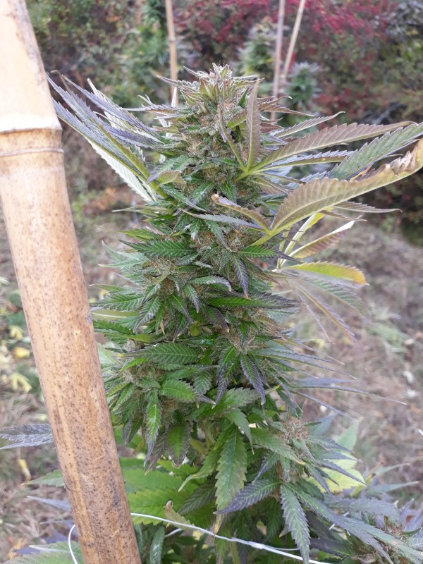 Afgani Kush x Skunk2.jpg
