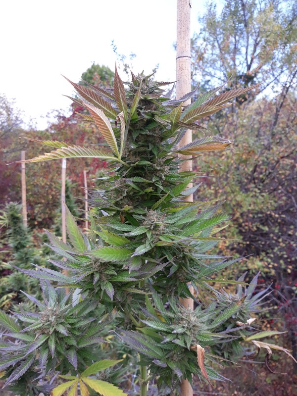 Afgani Kush x Skunk3.jpg