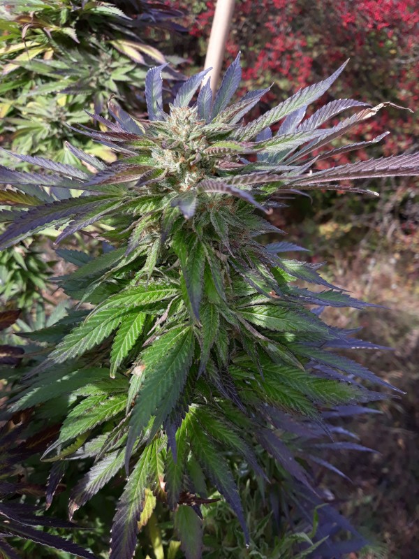 Sapphire Og2.jpg