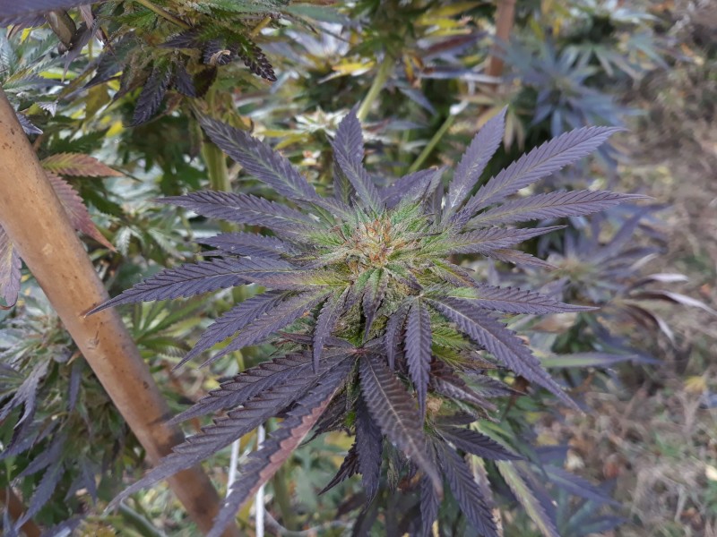 Sapphire Og3.jpg