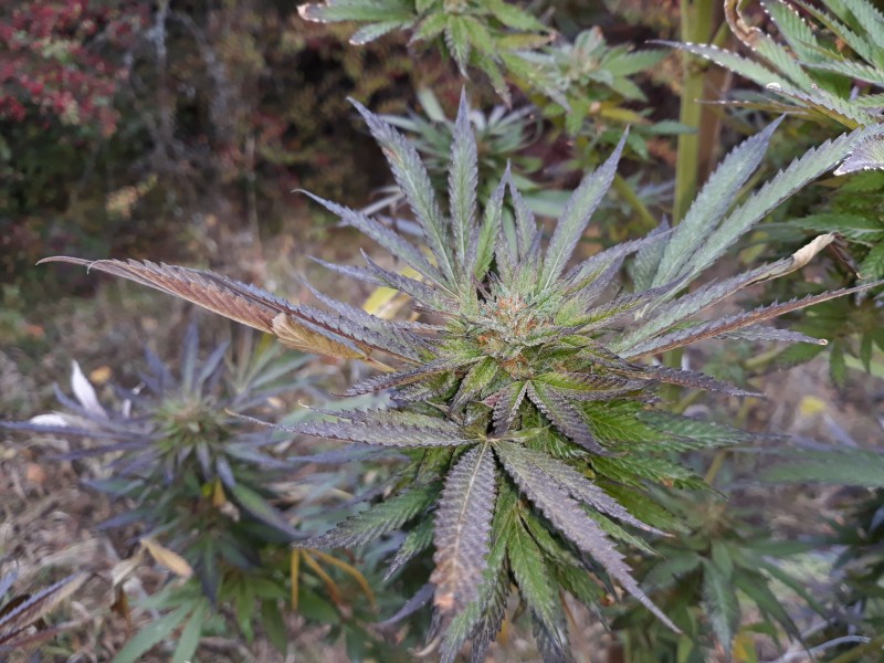 Sapphire Og4.jpg