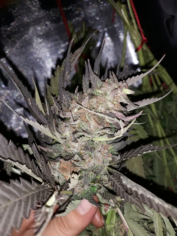 afganikushxskunk.jpg
