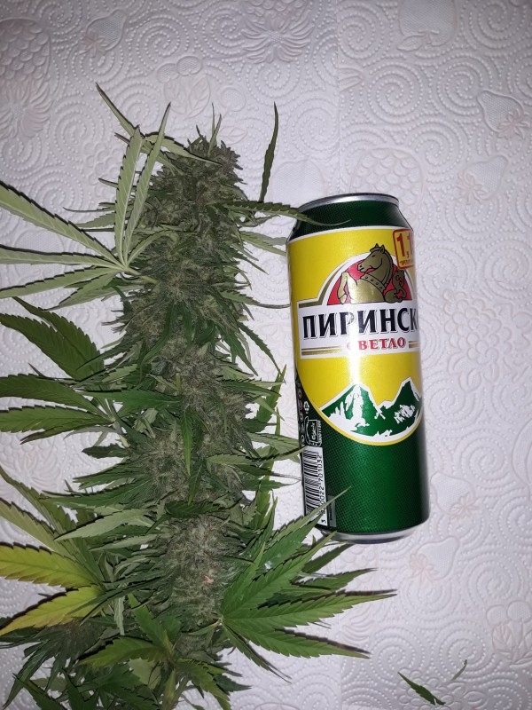 Critical Kush.jpg