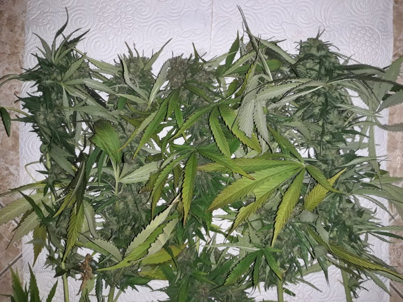 Critical Kush2.jpg