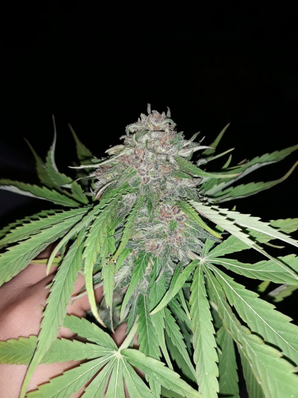 Critical Kush3.jpg