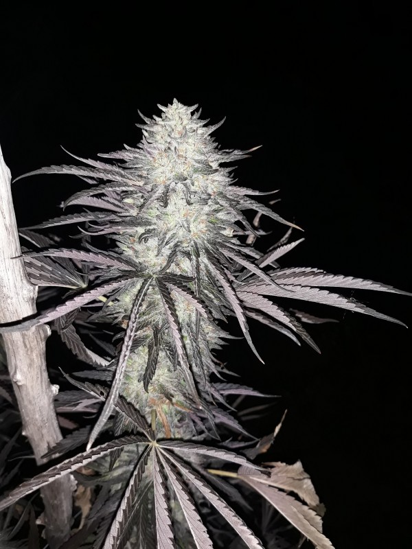 Sapphire Og2.jpg