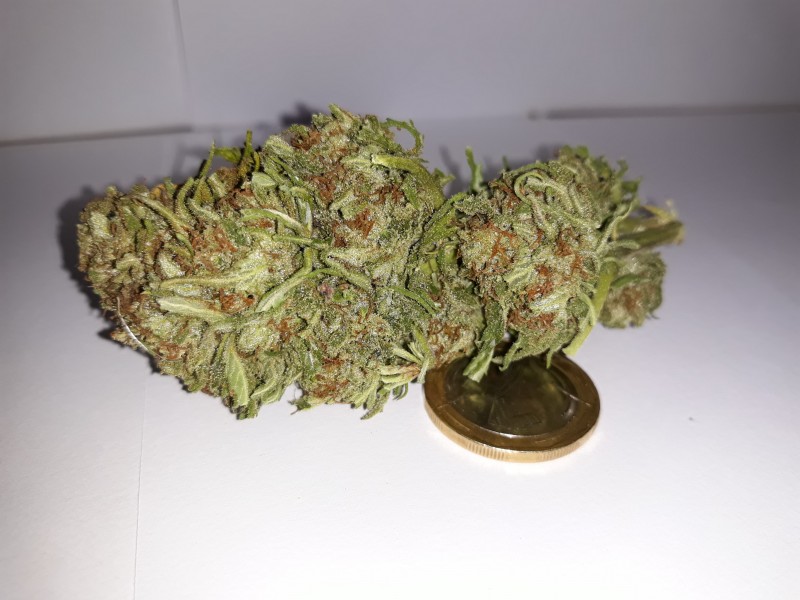 Critical Kush2.jpg