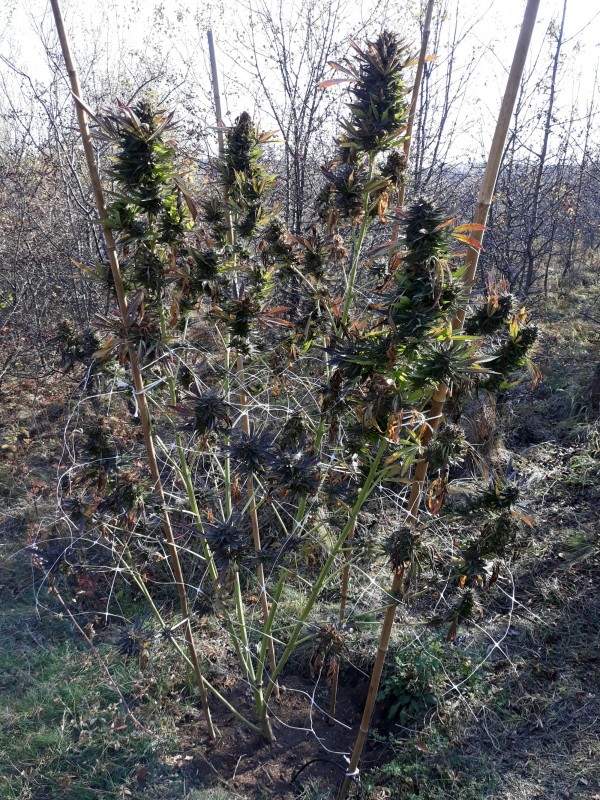 Afgani Kush x Skunk.jpg