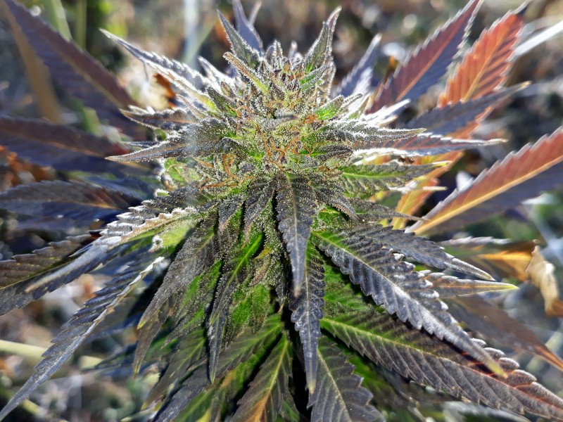 Afgani Kush x Skunk2.jpg
