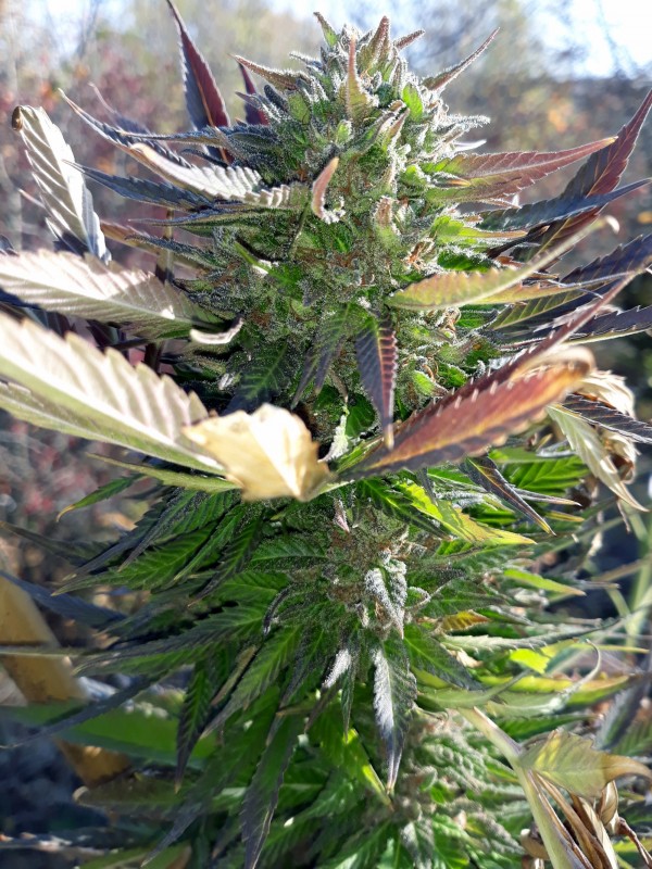 Afgani Kush x Skunk3.jpg