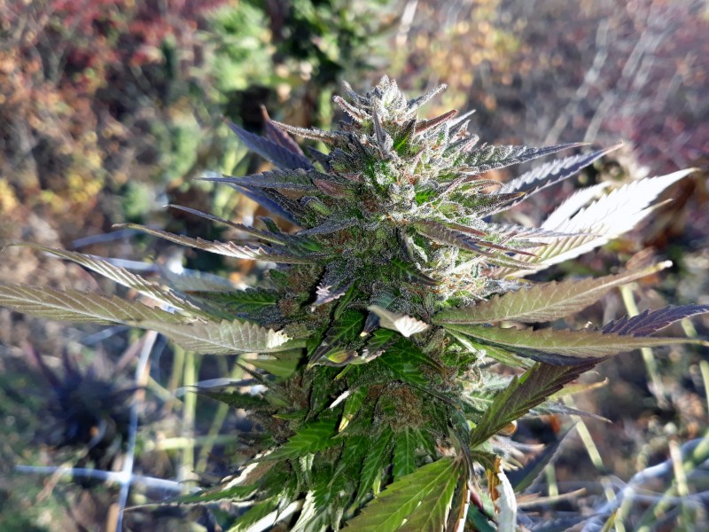 Afgani Kush x Skunk4.jpg