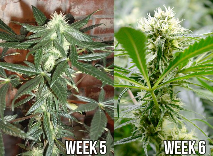 bubble-buckets-flowering-week-6-1-1.jpg