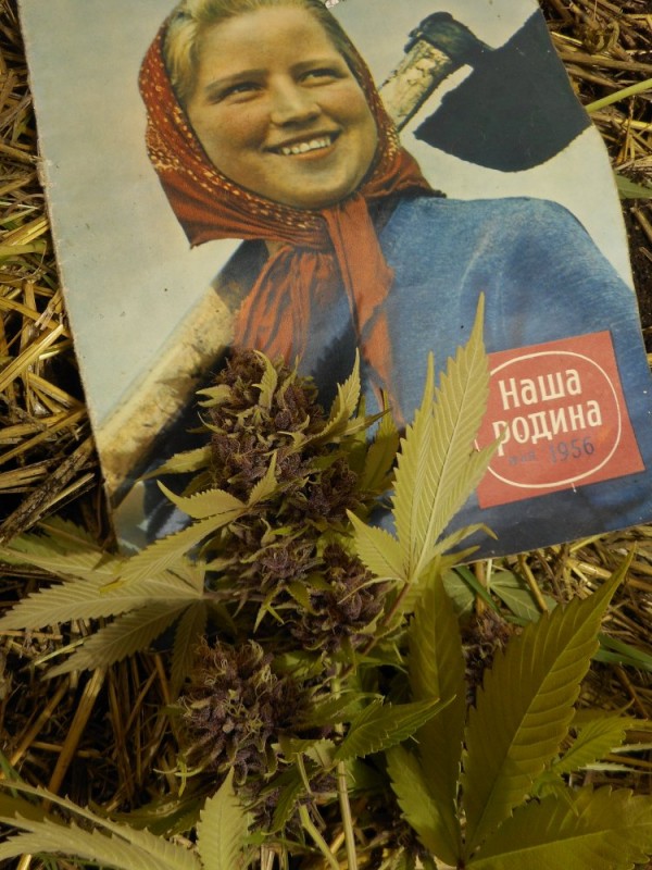 flo29.jpg
