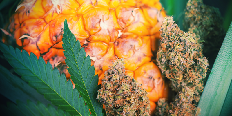 How-To-Add-Flavour-To-Cannabis-After-Harvest.png
