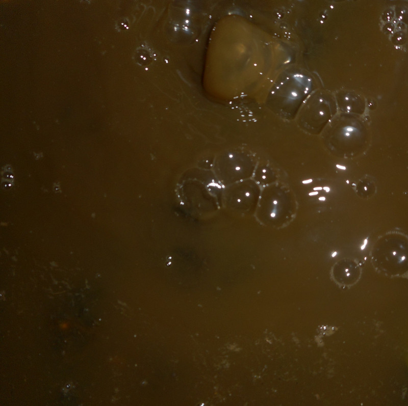 Начална ферментация на водорасли...