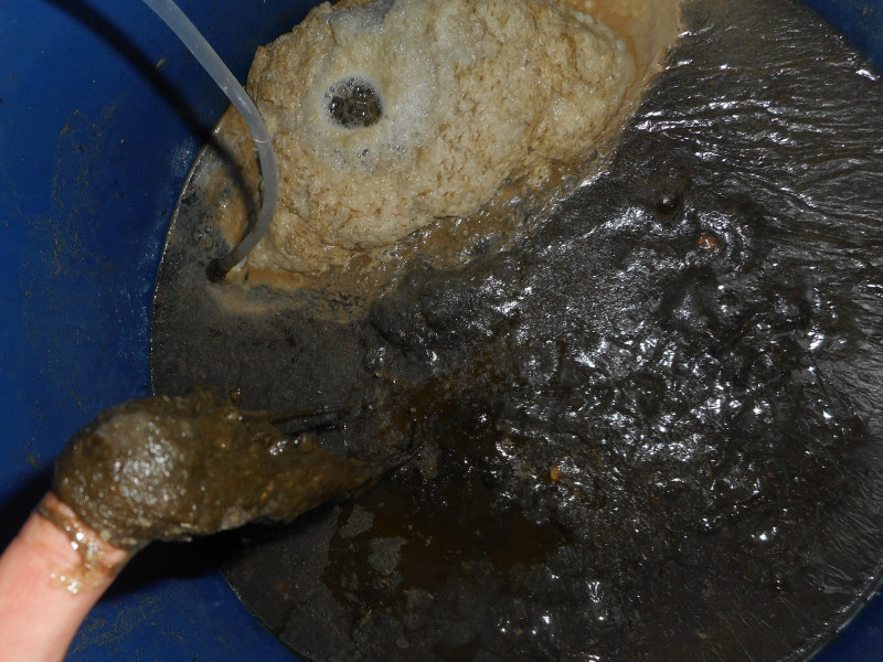 Начална ферментация на водорасли