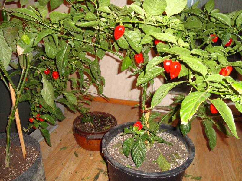 DSC05056.JPG