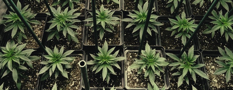 SOG-Method-for-Growing-Autoflowers.jpg